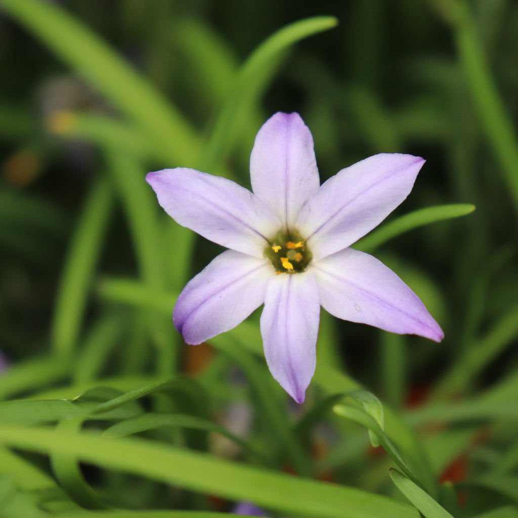 Ipheion uniflorum Image