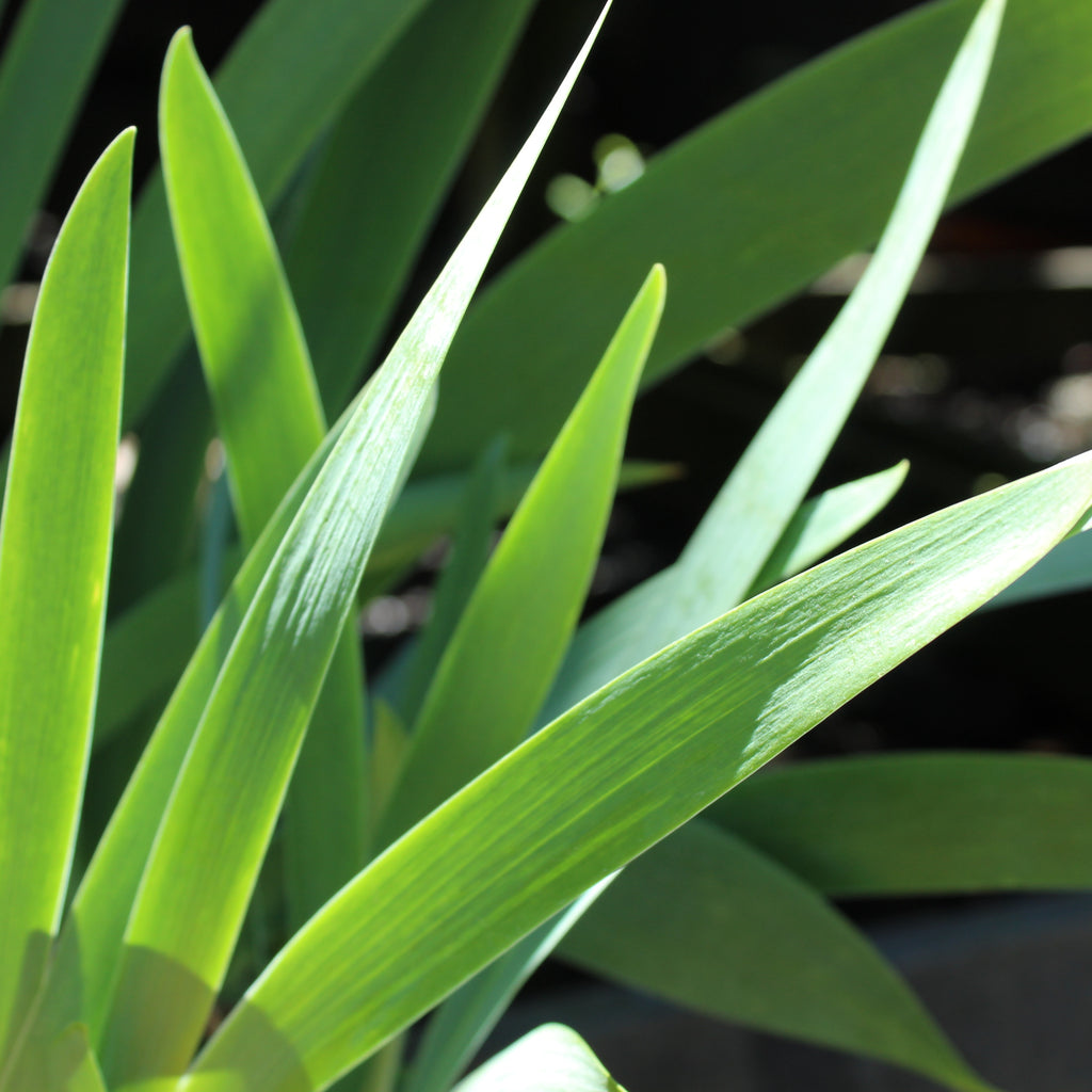 Iris germanica Hybrid Image