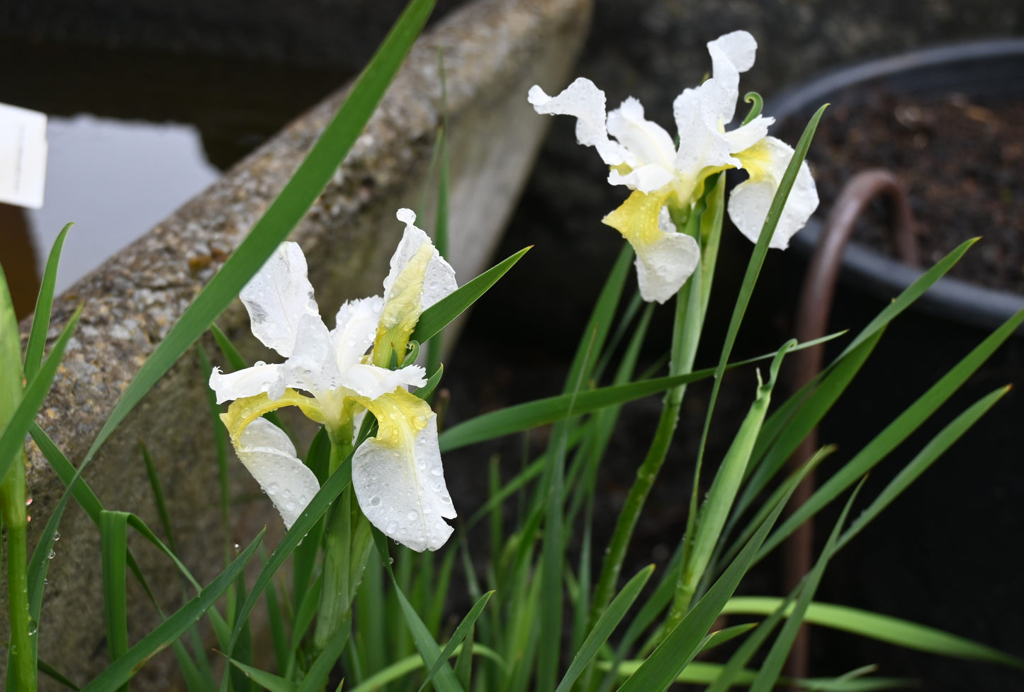 Iris s. Crystal Bright