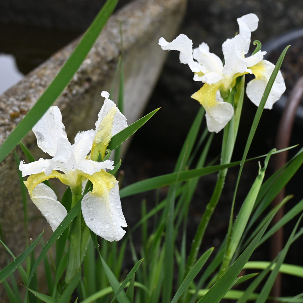 Iris sibirica Crystal Bright Image