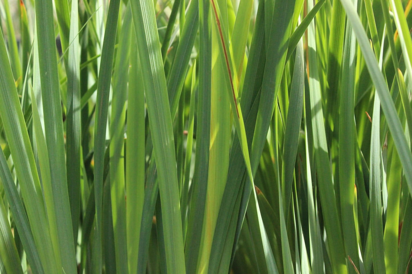 Iris siberica Cheery Lyn