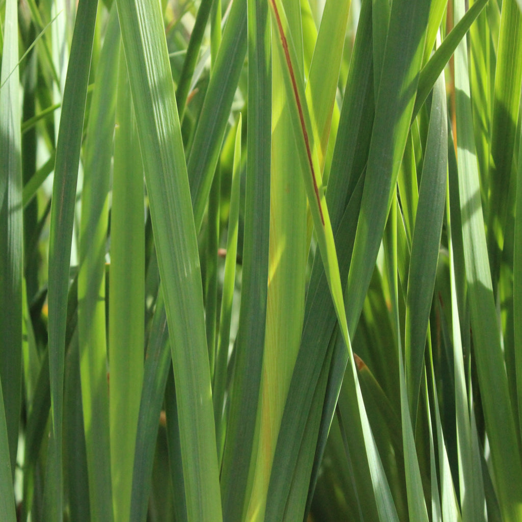 Iris sibirica Cheery Lyn Image