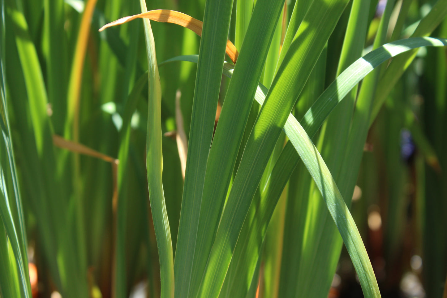 Iris siberica Kaboom