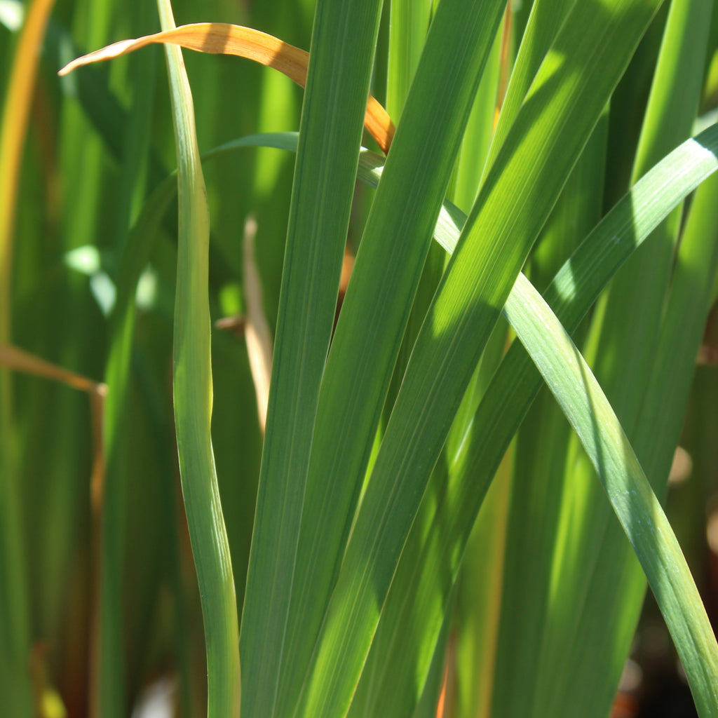 Iris sibirica Kaboom Image