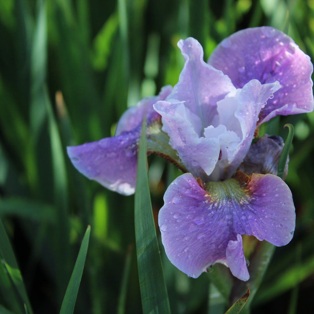 Iris sibirica Cheery Lyn Image