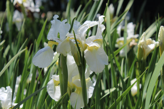 Iris sibirica Crystal Bright