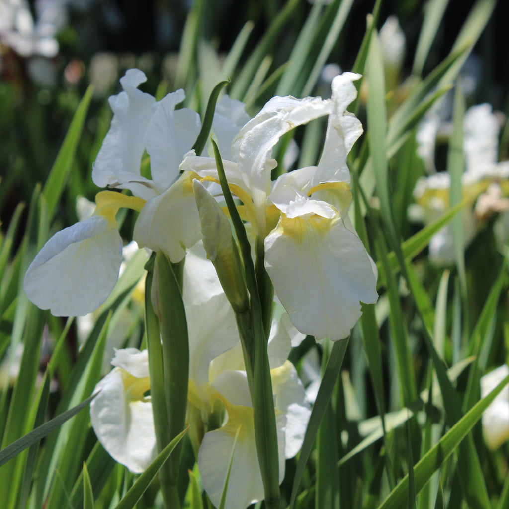 Iris sibirica Crystal Bright Image