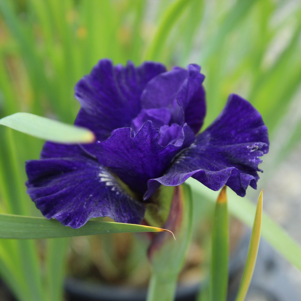 Iris sibirica Over in Gloryland Image