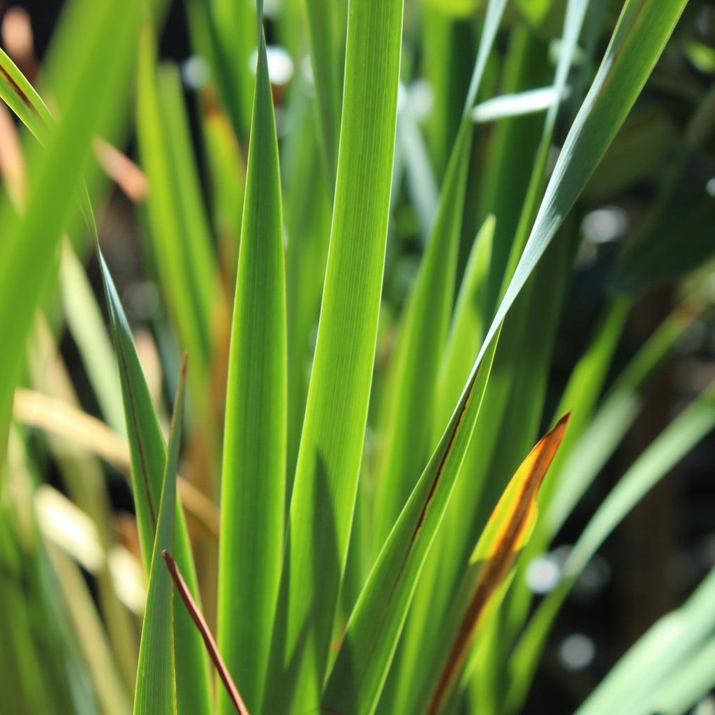 Iris sibirica Ranman Image