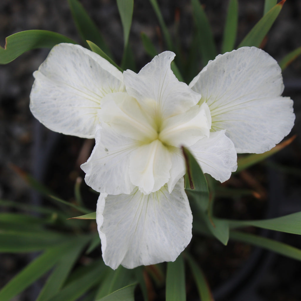 Iris sibirica Swans In Flight Image