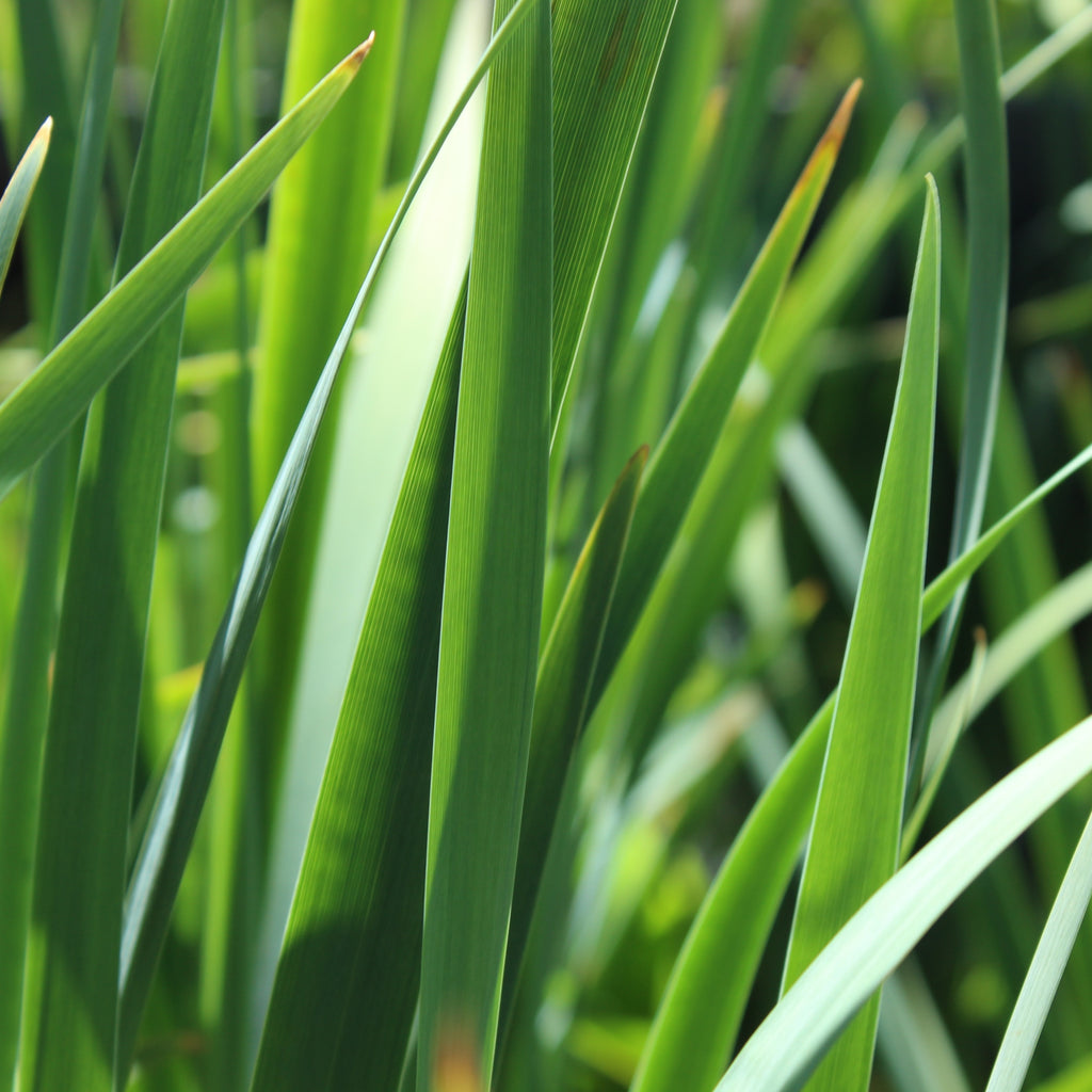 Iris sibirica over the river Image