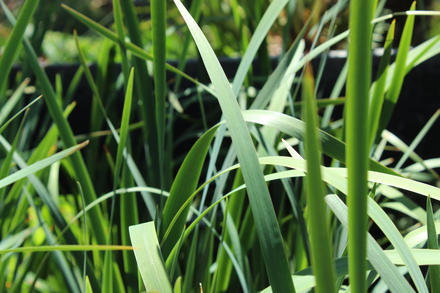 Iris sibirica sky blue