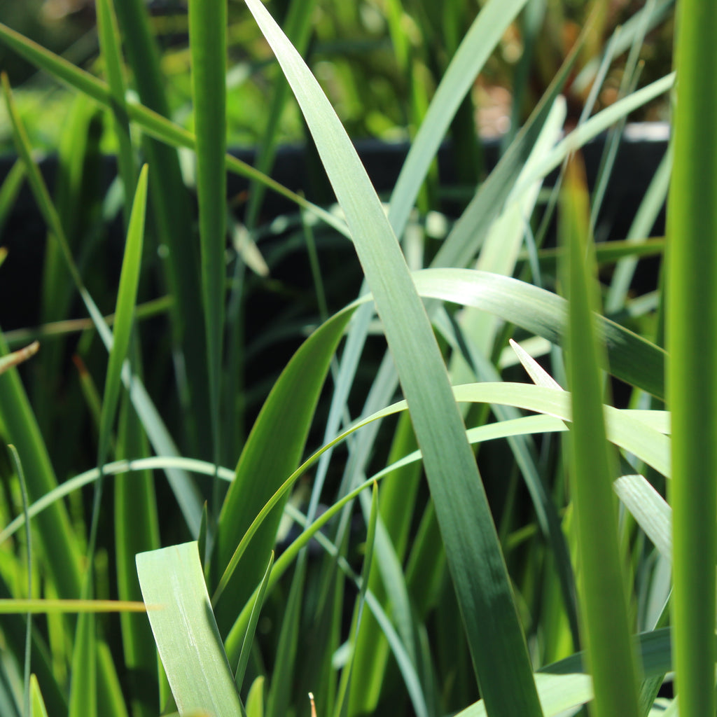 Iris sibirica sky blue Image