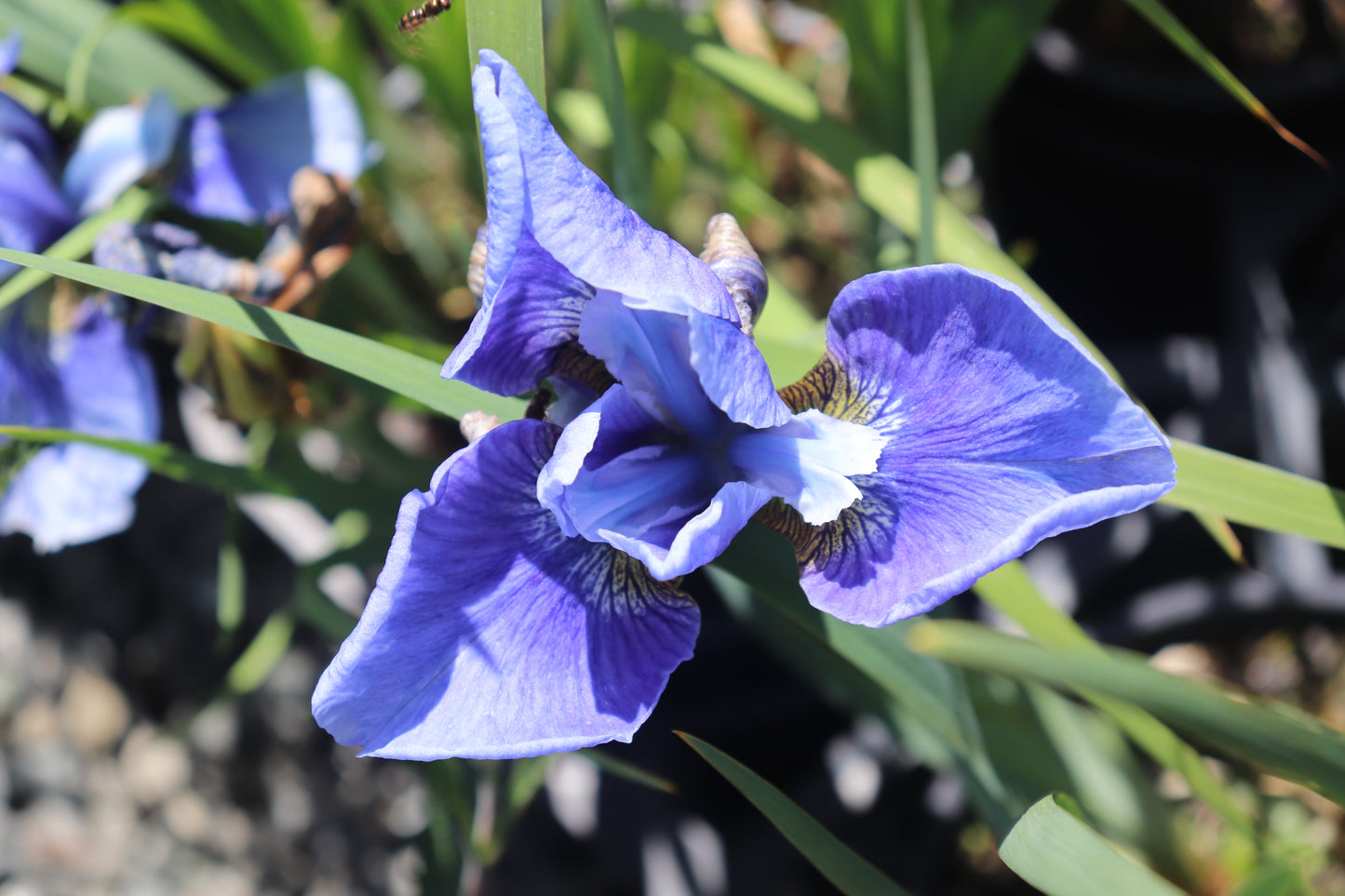 Iris sibirica sky blue 2