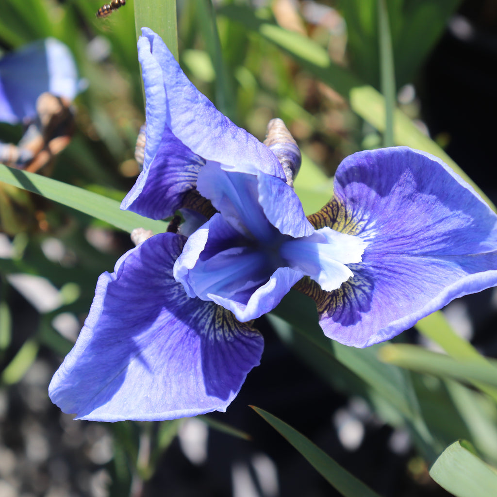 Iris sibirica sky blue Image