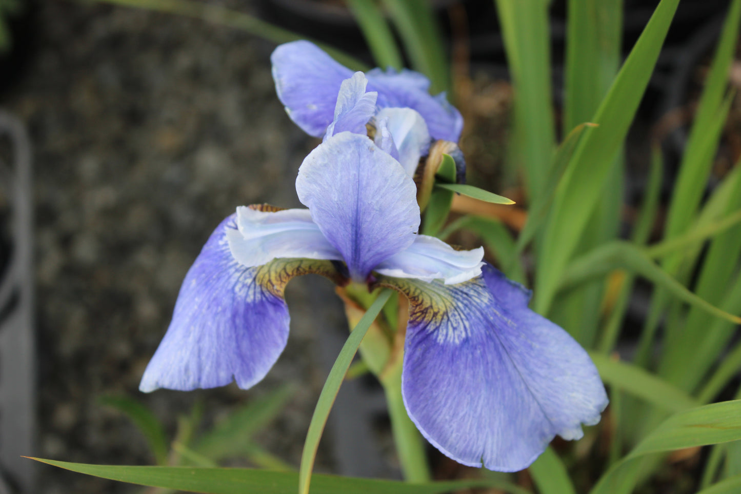 Iris sibirica sky blue flower
