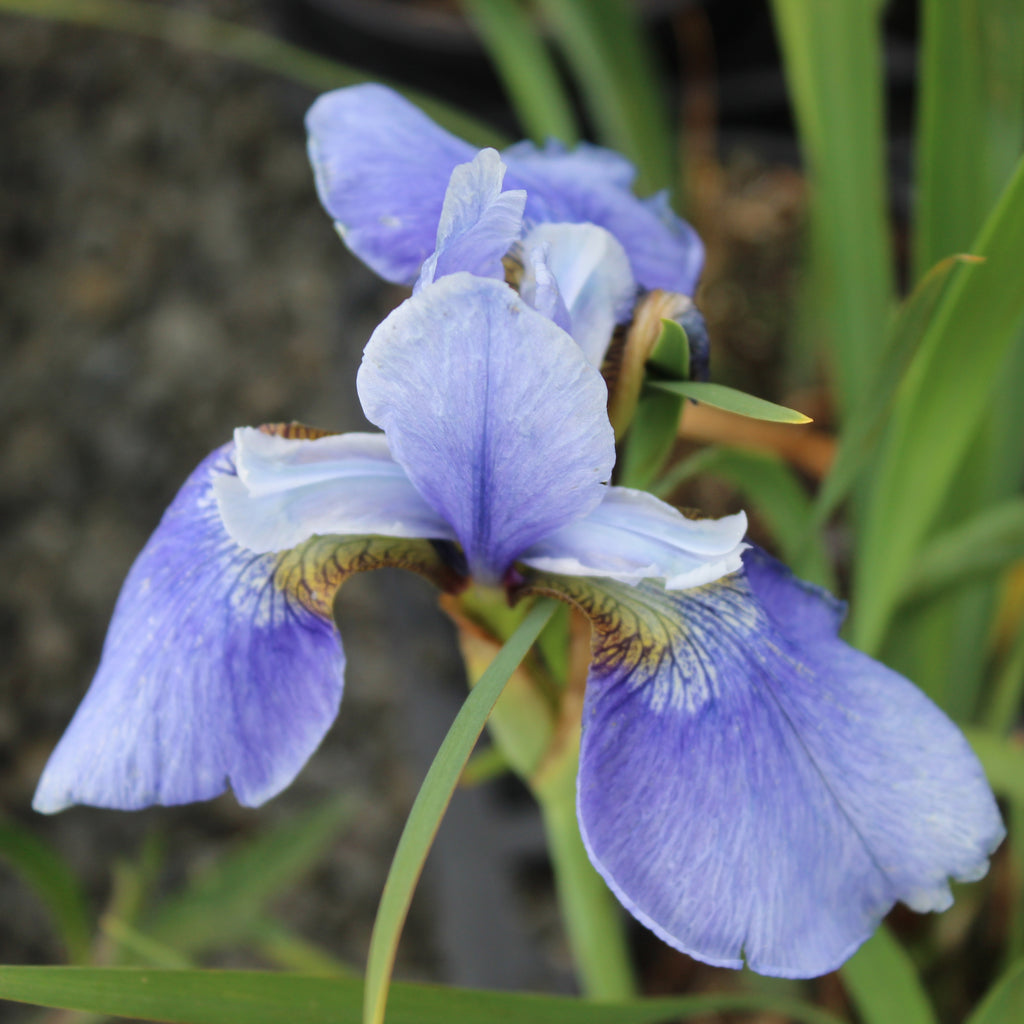 Iris sibirica sky blue Image