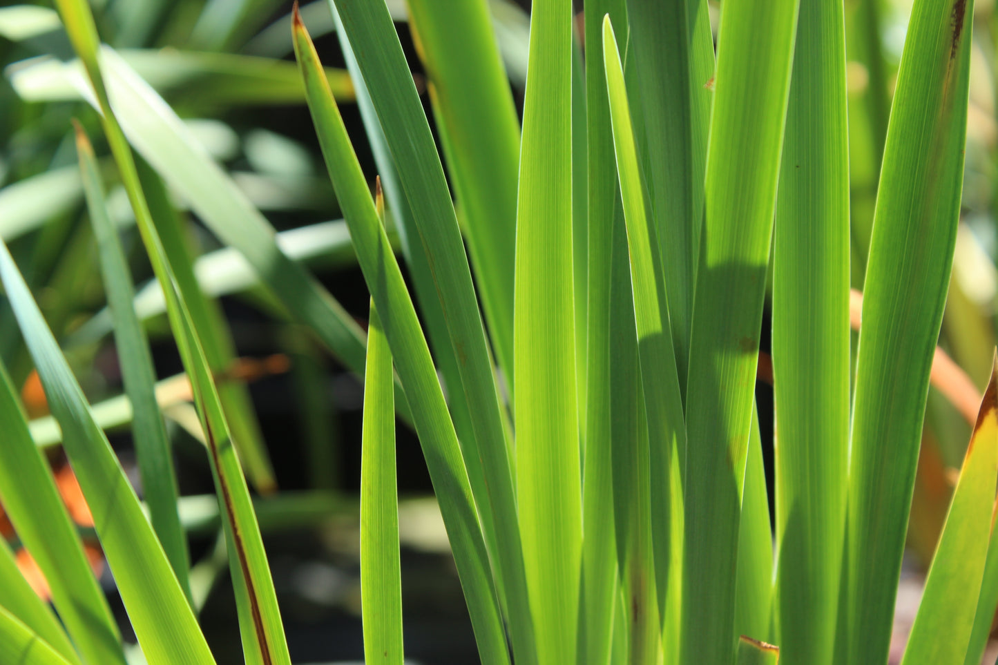 Iris sibirica swans in flight