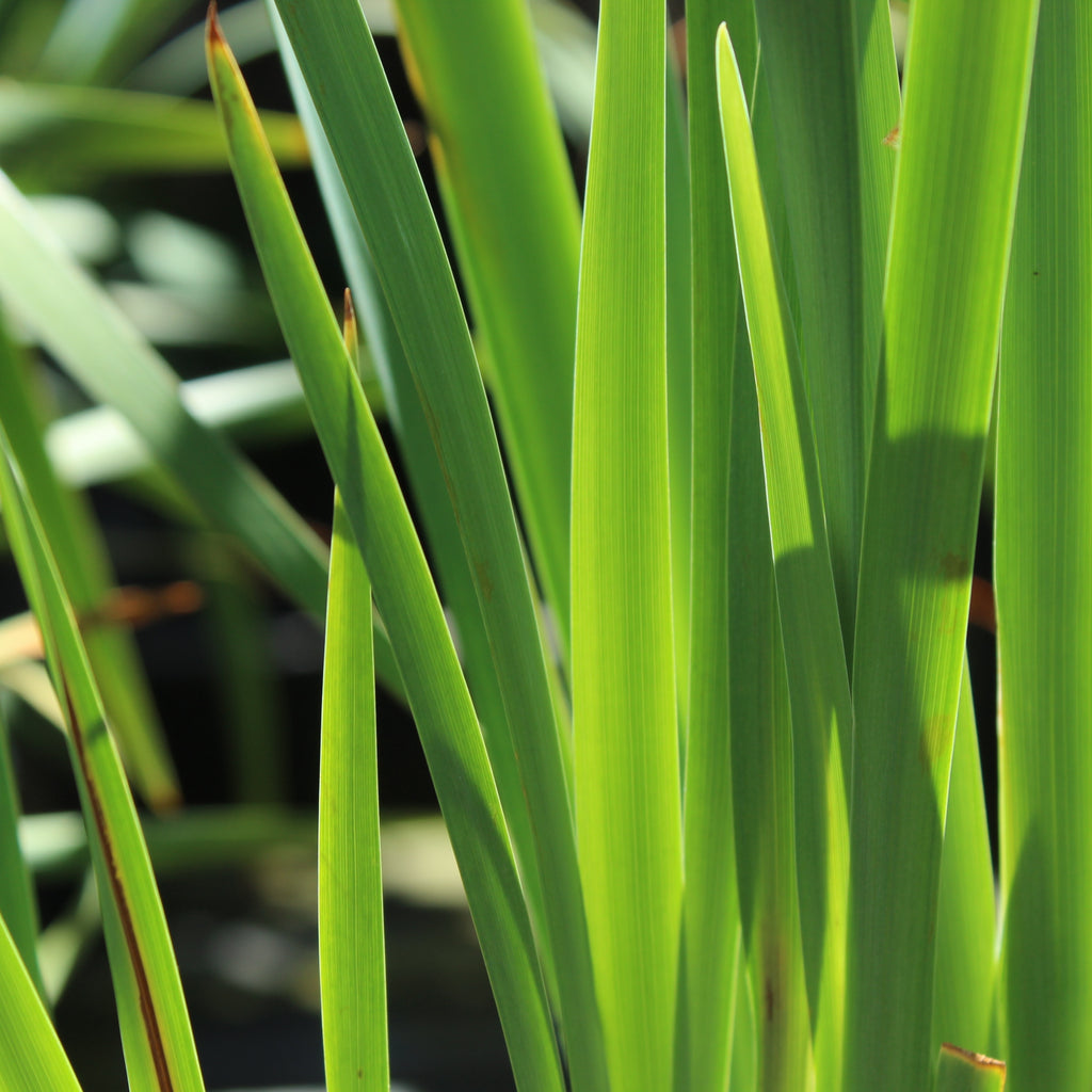 Iris sibirica Swans In Flight Image