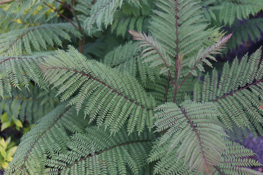 Jacaranda mimisaefolia