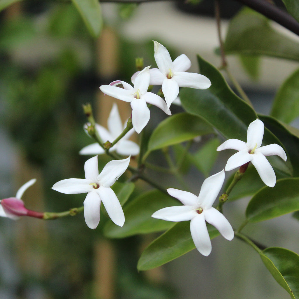Jasminum azoricum Image