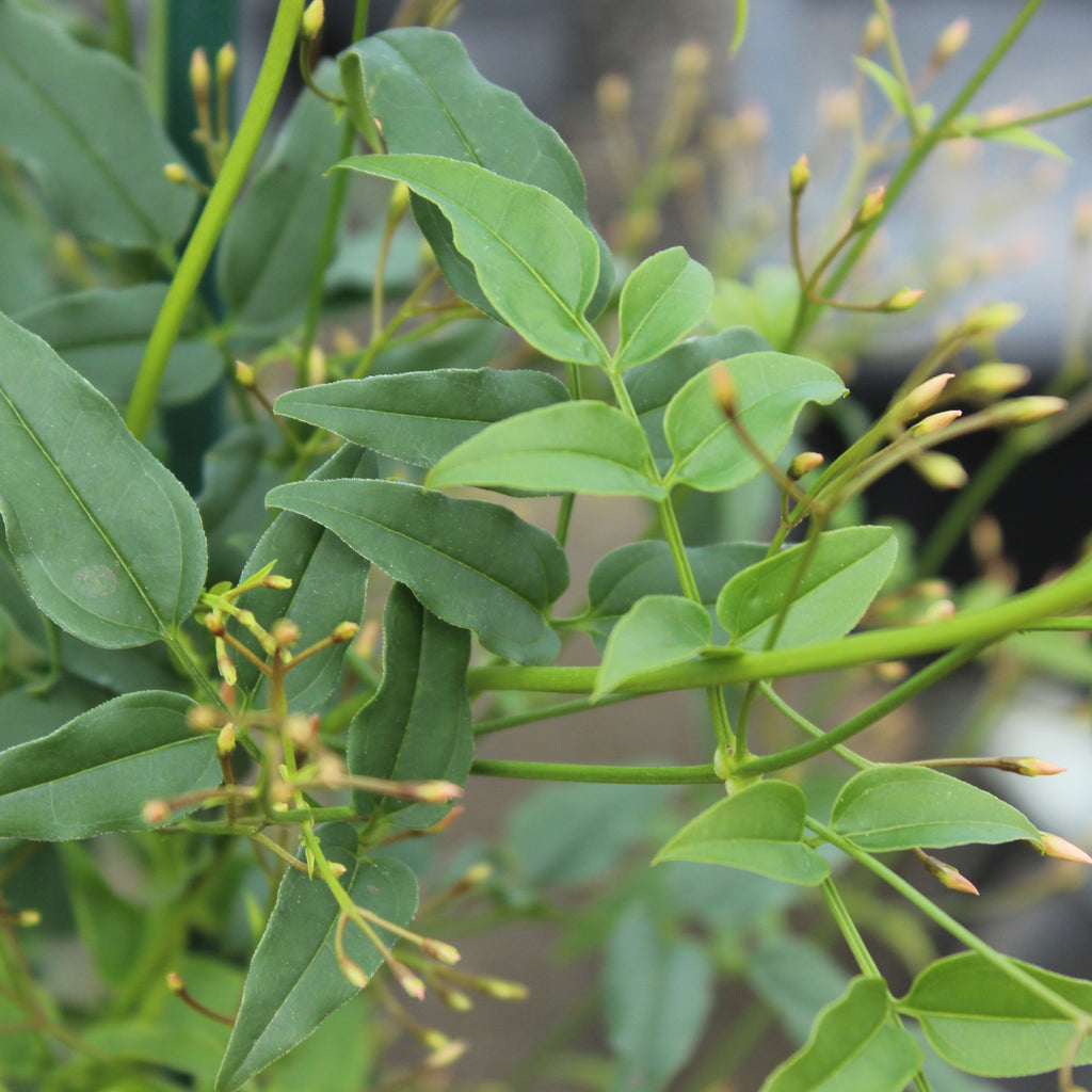 Jasminum polyanthum Image