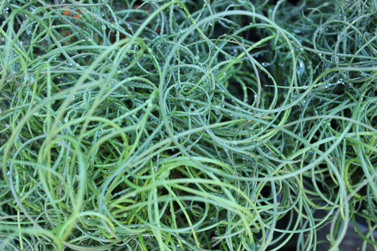 Juncus effusus Spiralis 2