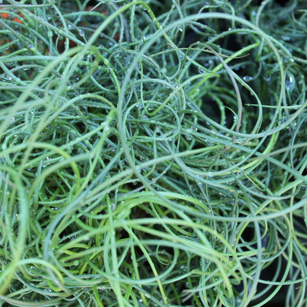 Juncus effusus Spiralis Image
