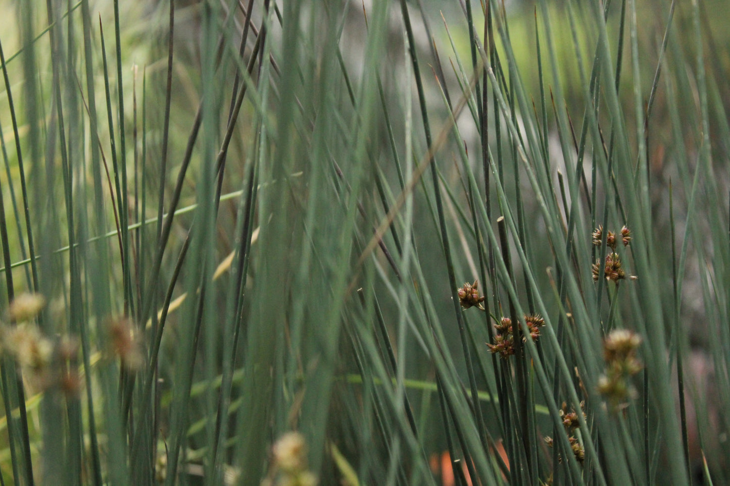 Juncus tenuis Blue Dart.