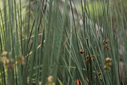 Juncus tenuis Blue Dart.