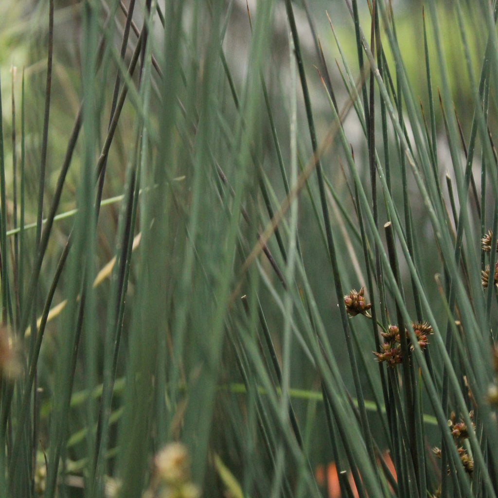 Juncus tenuis Blue Dart Image
