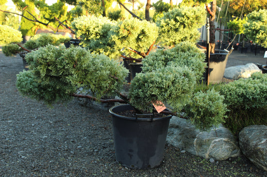 Juniper v. Blue Cloud