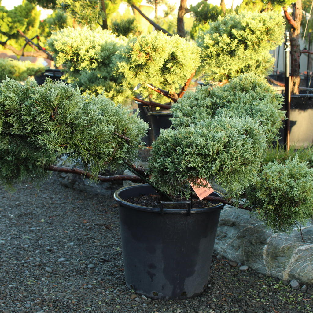 Juniper virginiana Blue Cloud Image