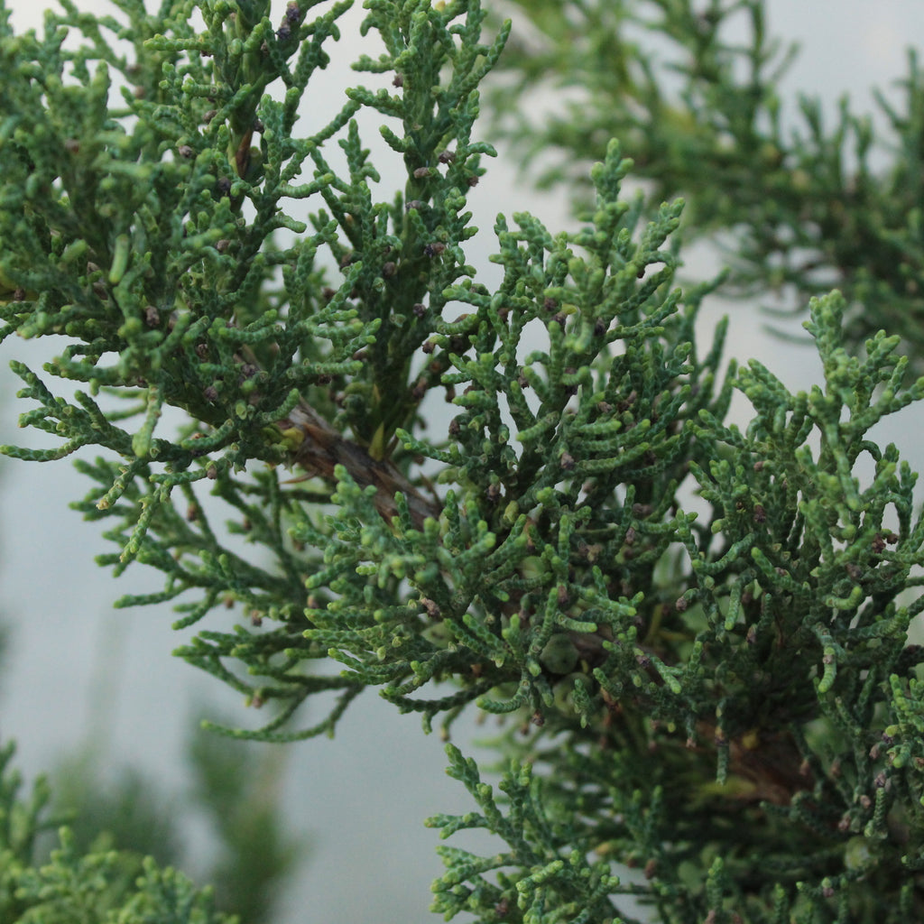Juniperus chinensis robusta green Image