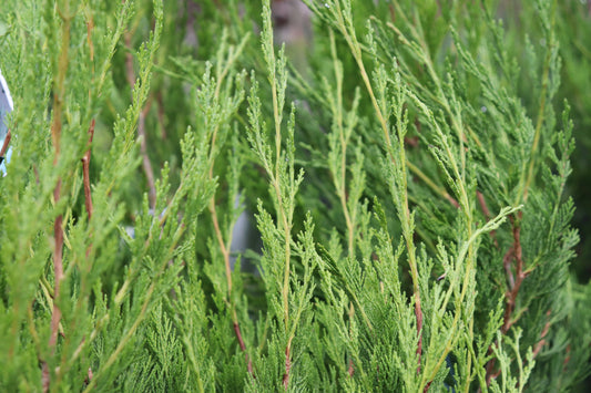 Juniperus chinensis Spartan