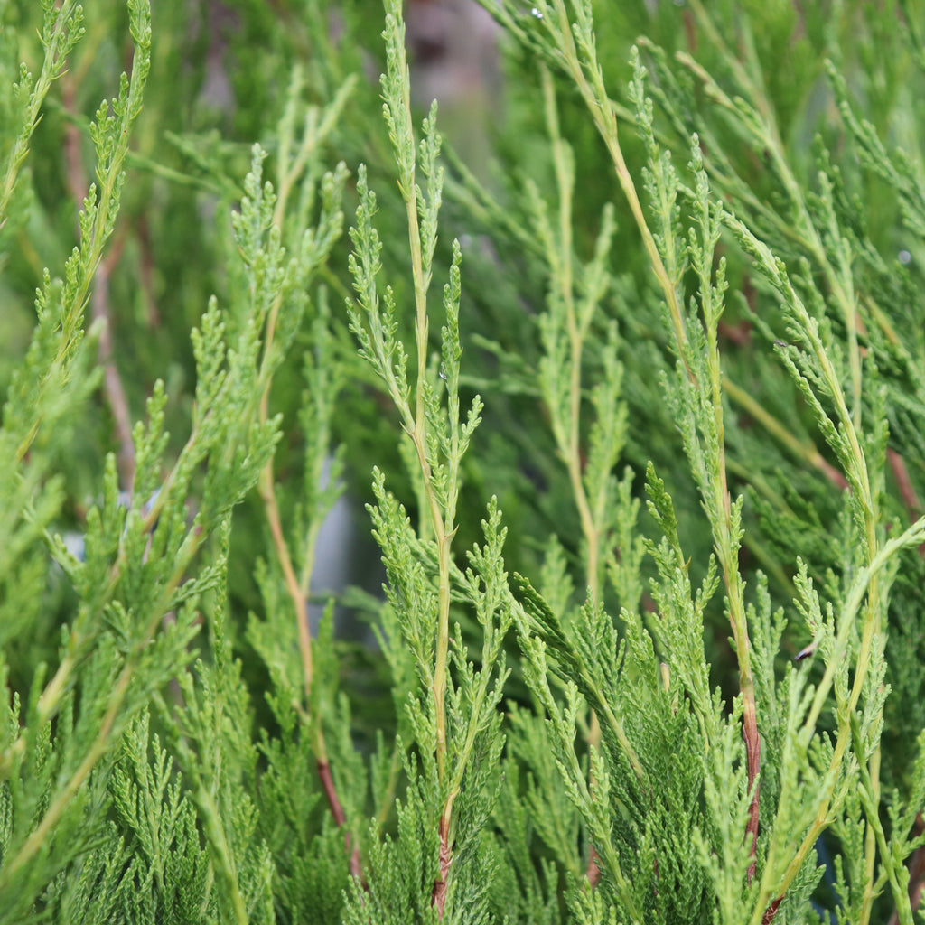 Juniperus chinensis Spartan Image