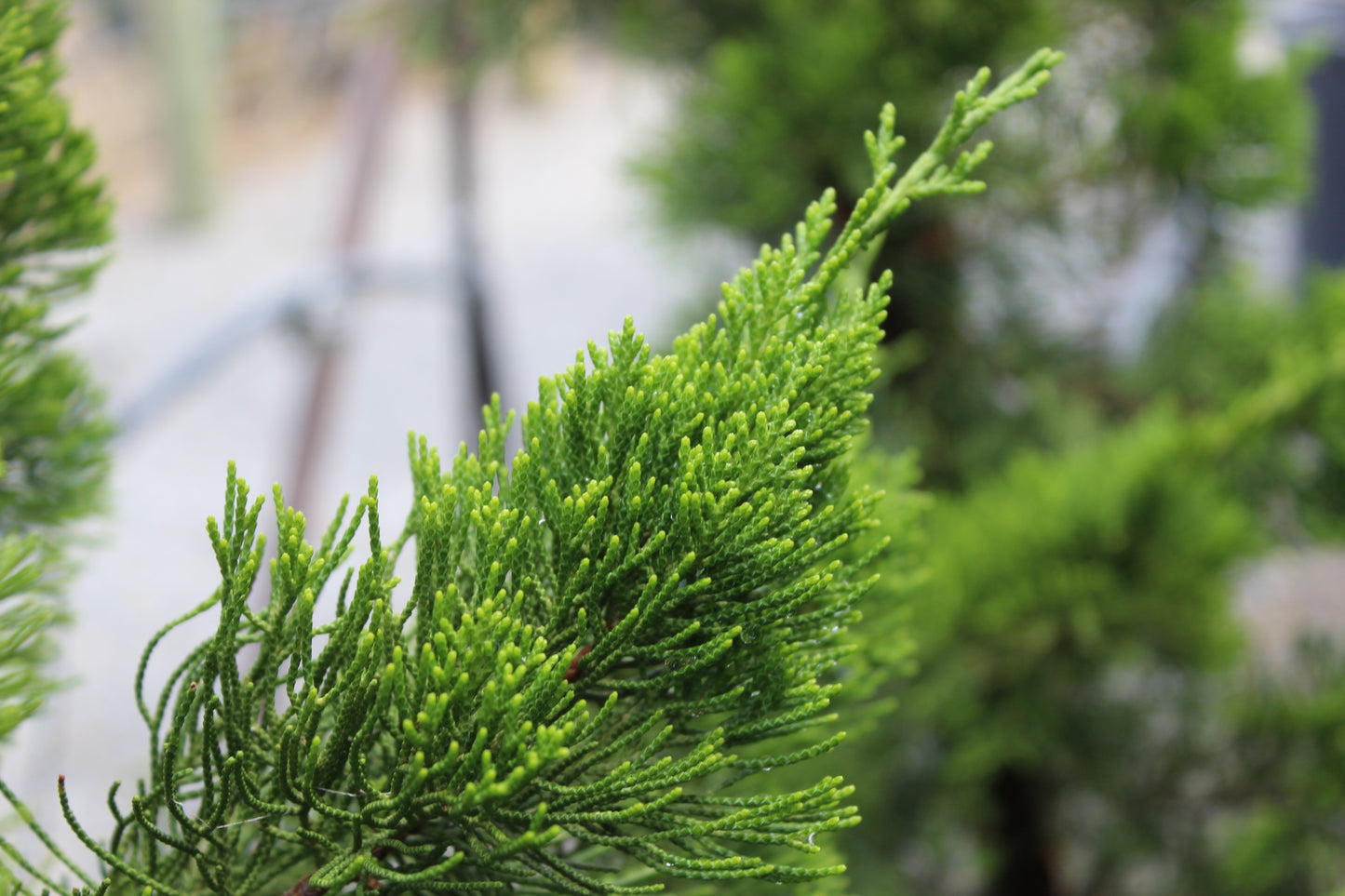 Juniperus chinensis kaizuka