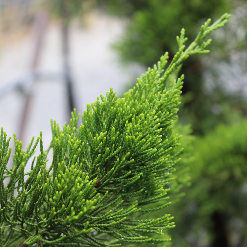 Juniperus chinensis kaizuka Image