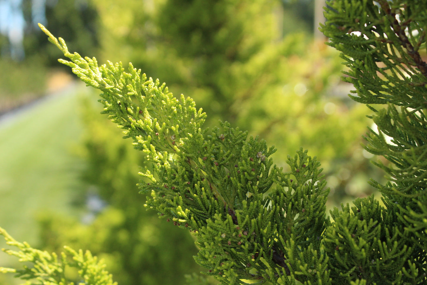 Juniperus chinensis kaizuka 2