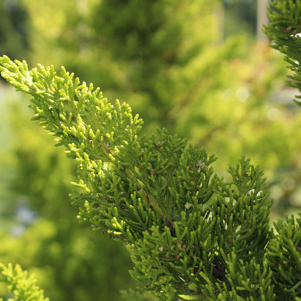 Juniperus chinensis kaizuka Image