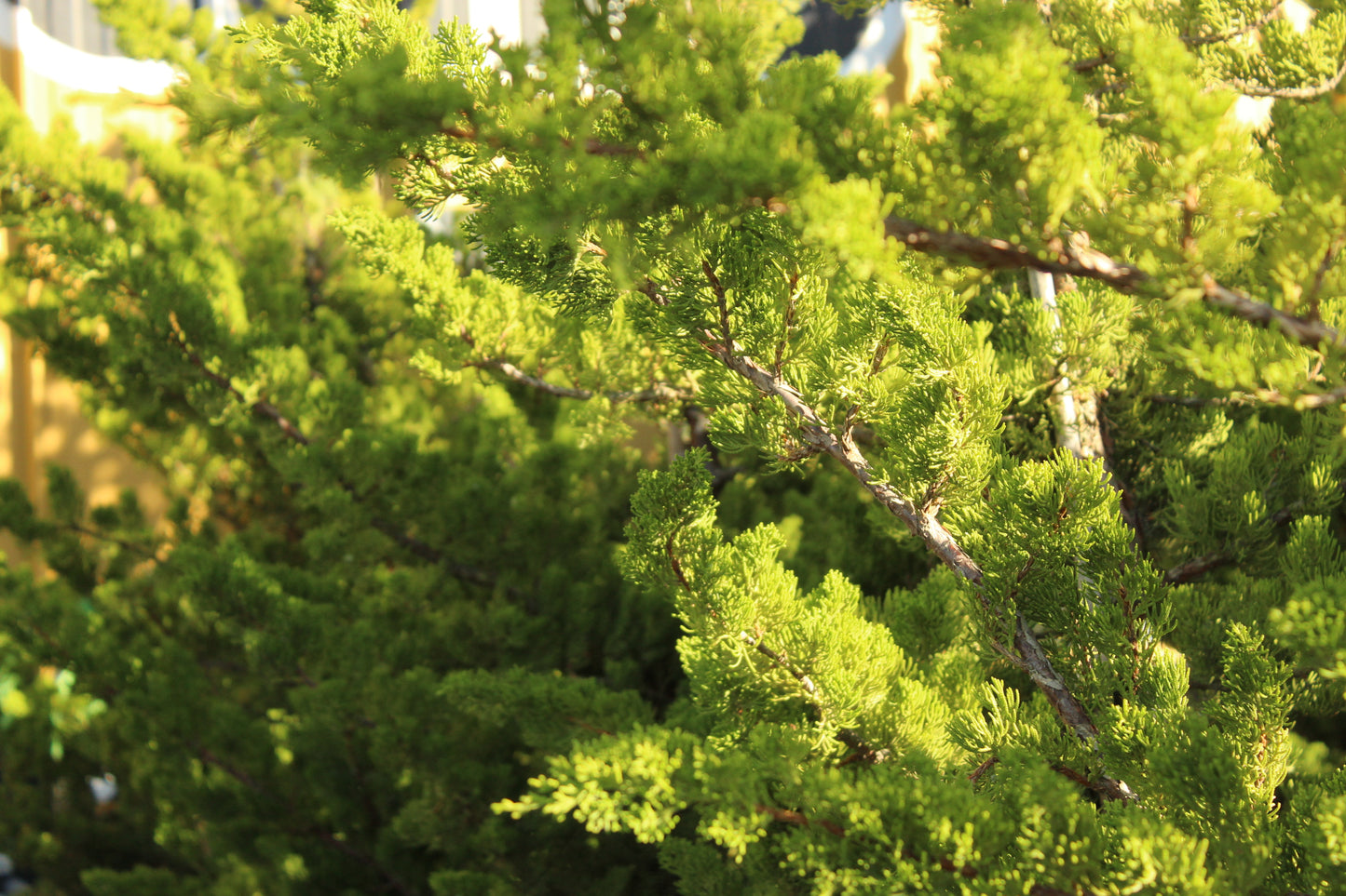 Juniperus chinensis kaizuka 3
