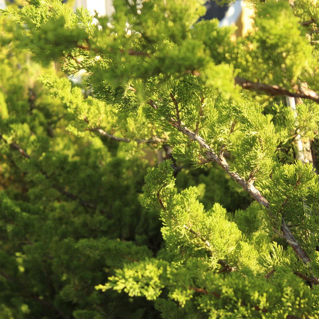 Juniperus chinensis kaizuka Image