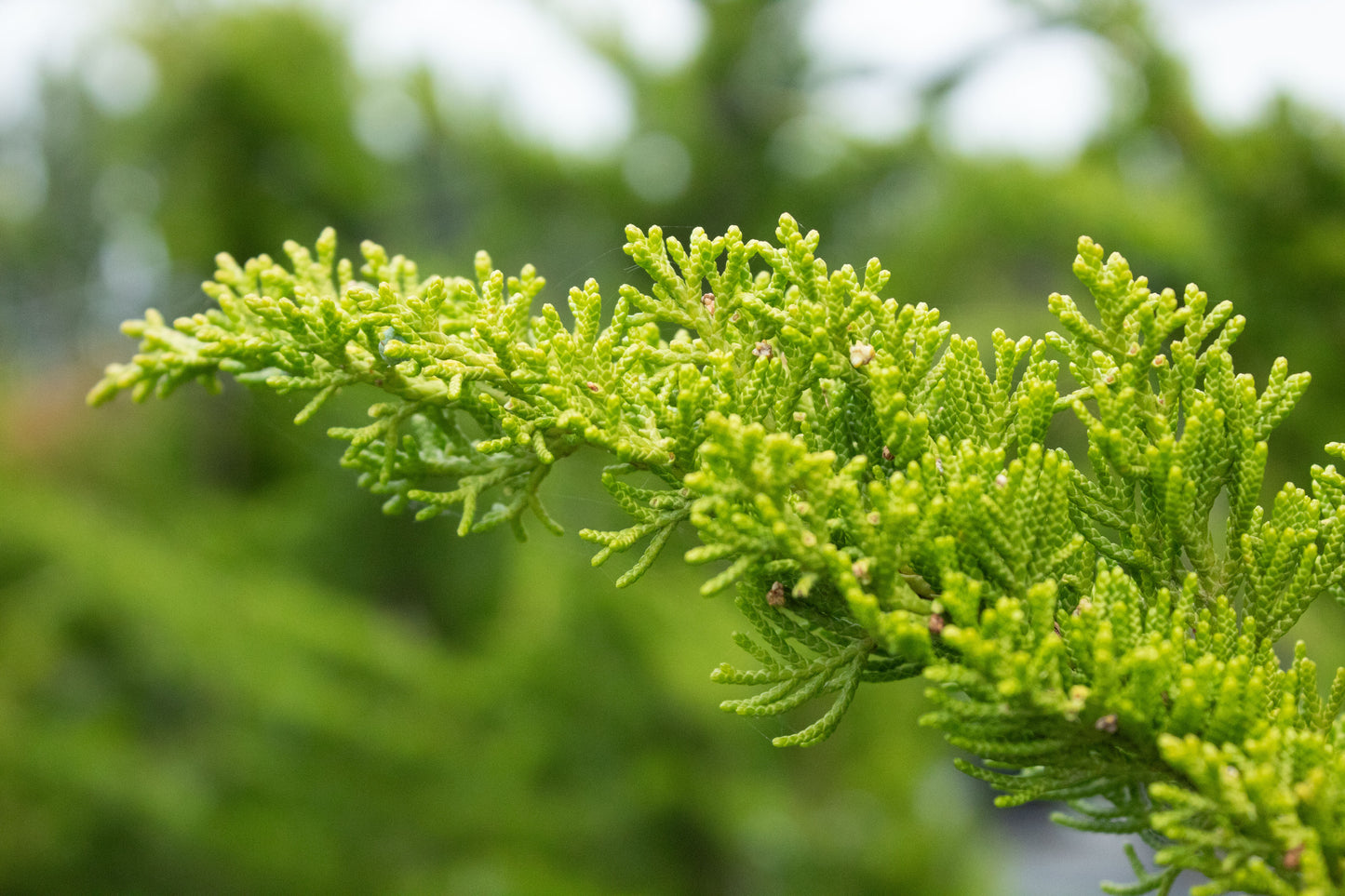 Juniperus chinensis kaizuka 4