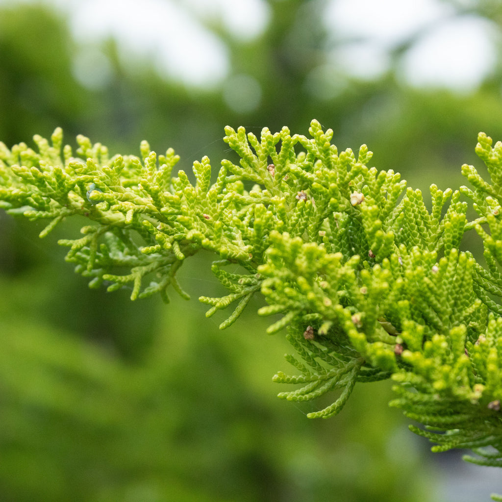 Juniperus chinensis kaizuka Image