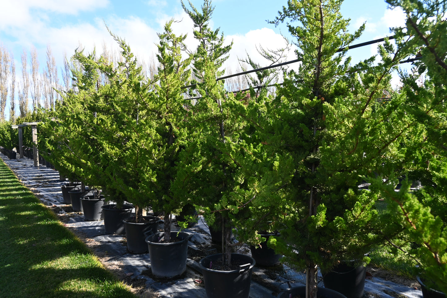 Juniperus chinensis kaizuka 5