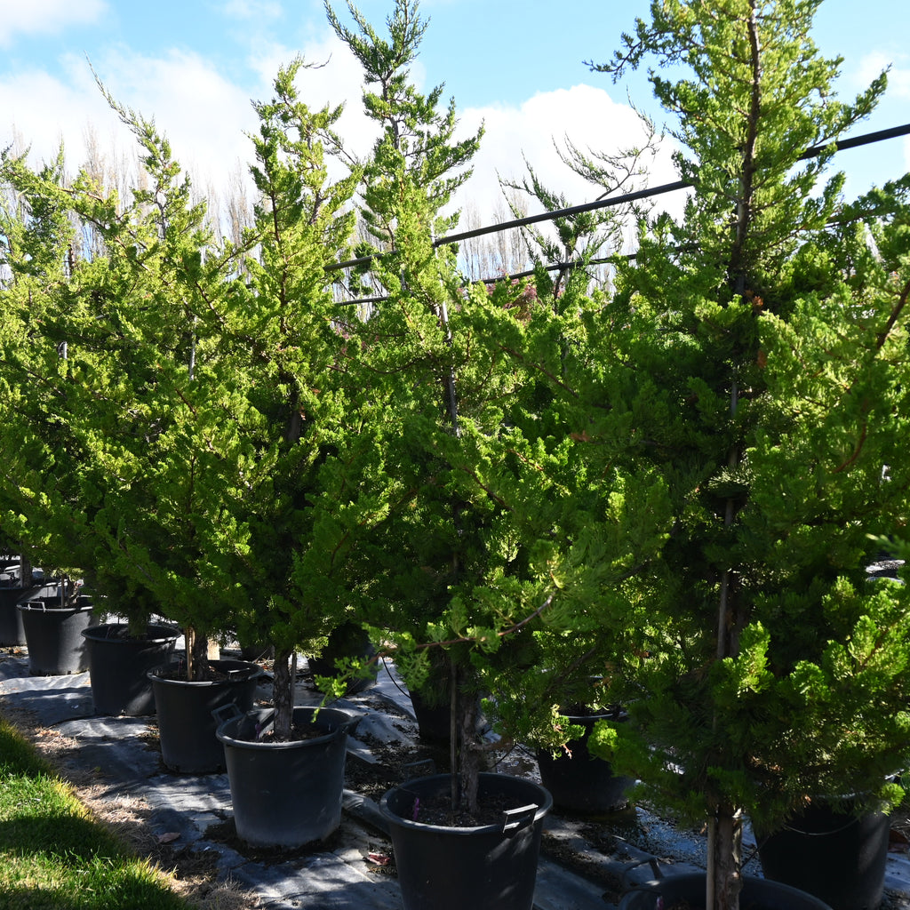 Juniperus chinensis kaizuka Image