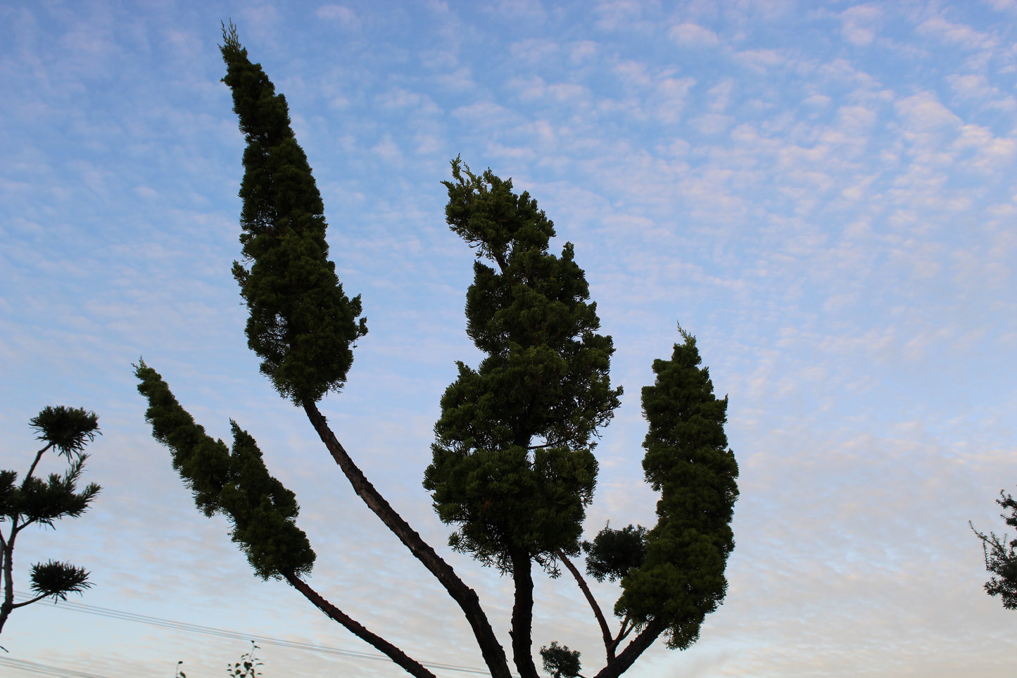 Juniperus chinensis kaizuka Cloud Pruned