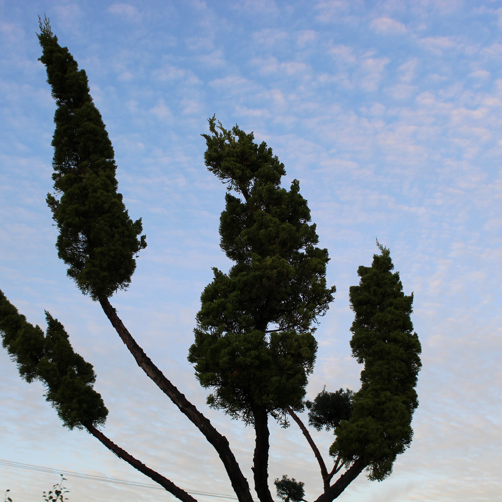 Juniperus chinensis kaizuka Cloud Pruned Image