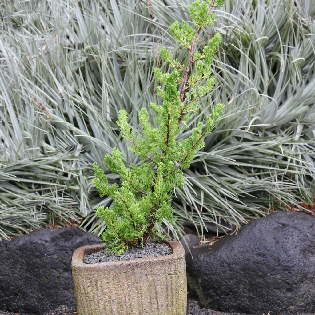 Juniperus chinensis kaizuka Image