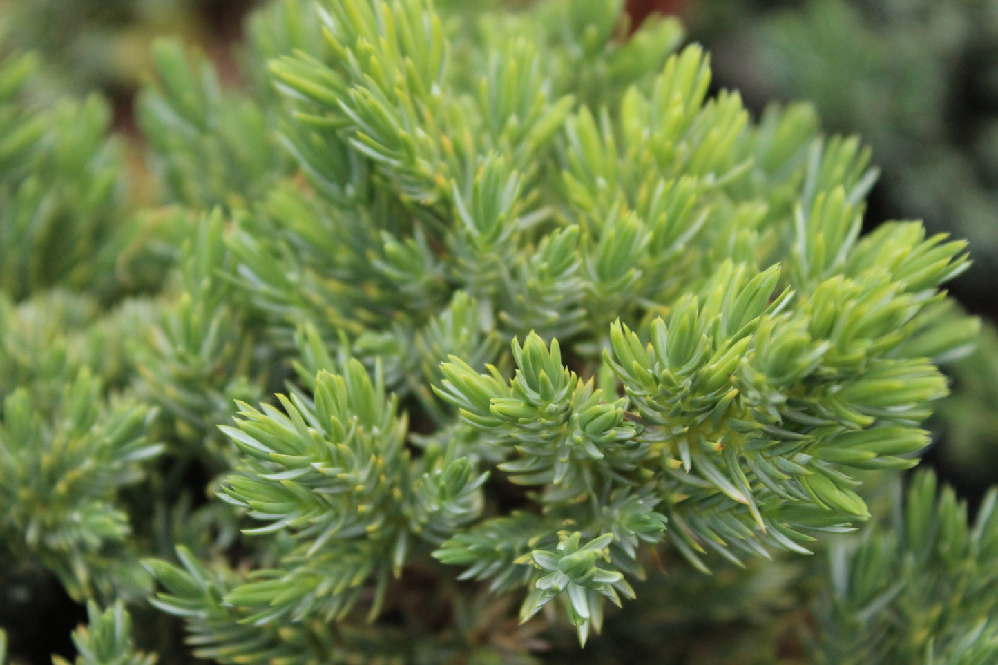 Juniperus procumbens nana